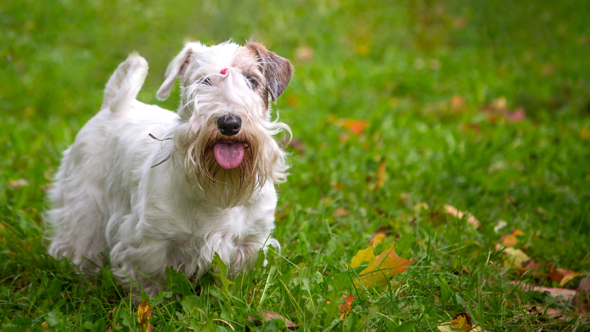 A face view of the Sealyham terrier smiling in a grass field