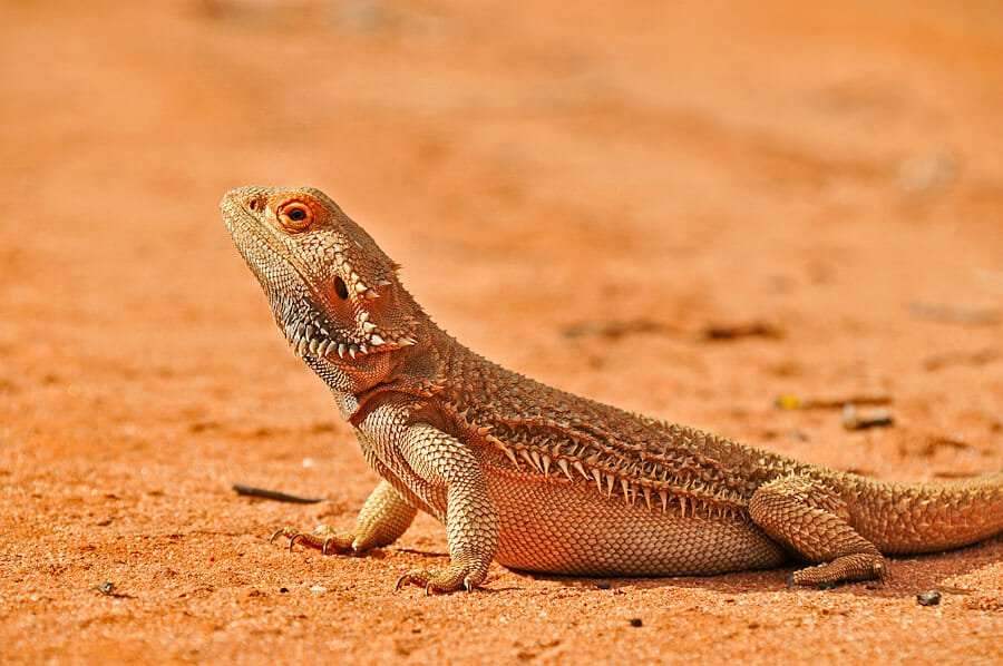 bearded dragon falls