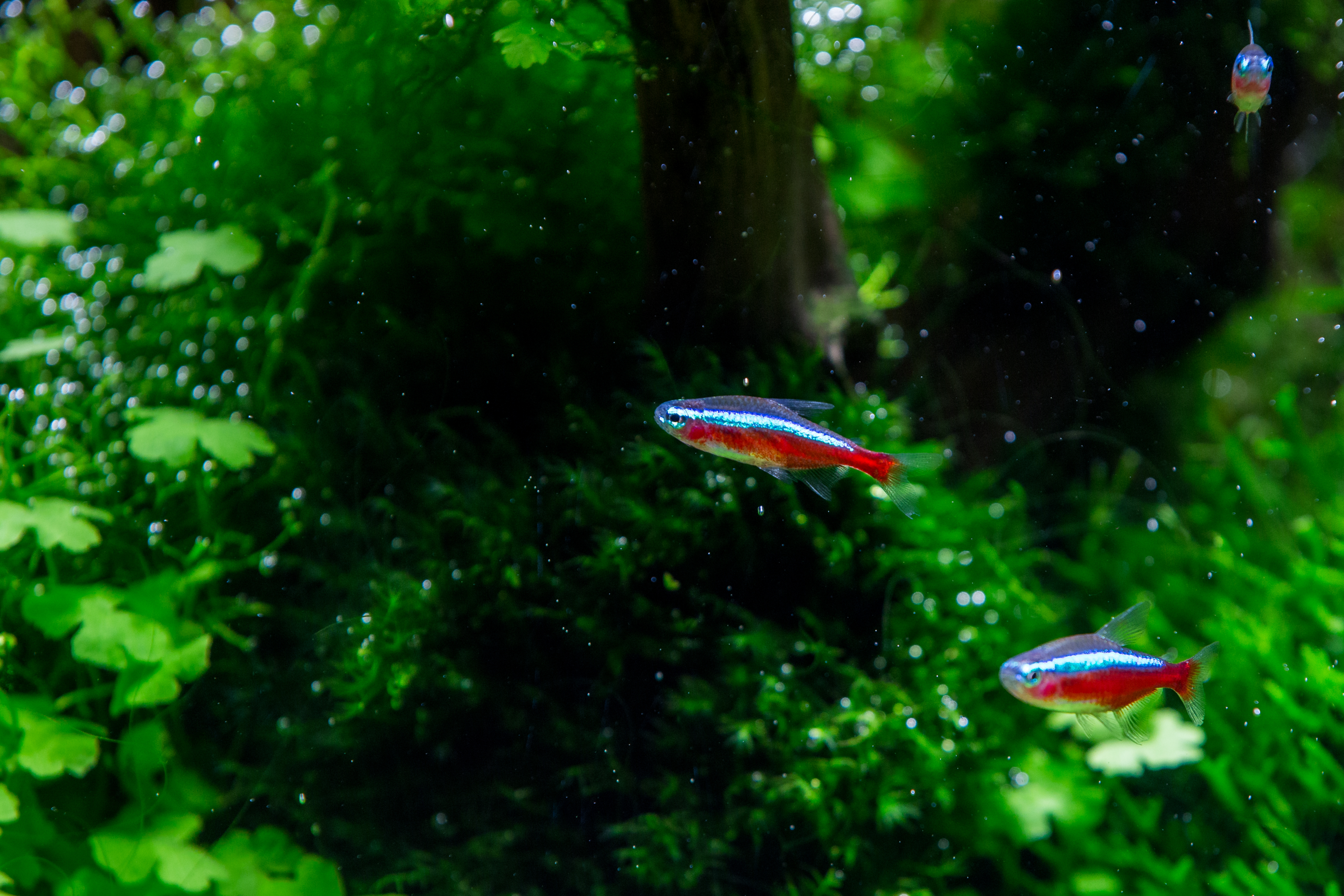 neon tetras