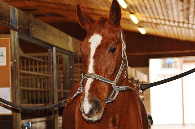 horse, animal, horse riding