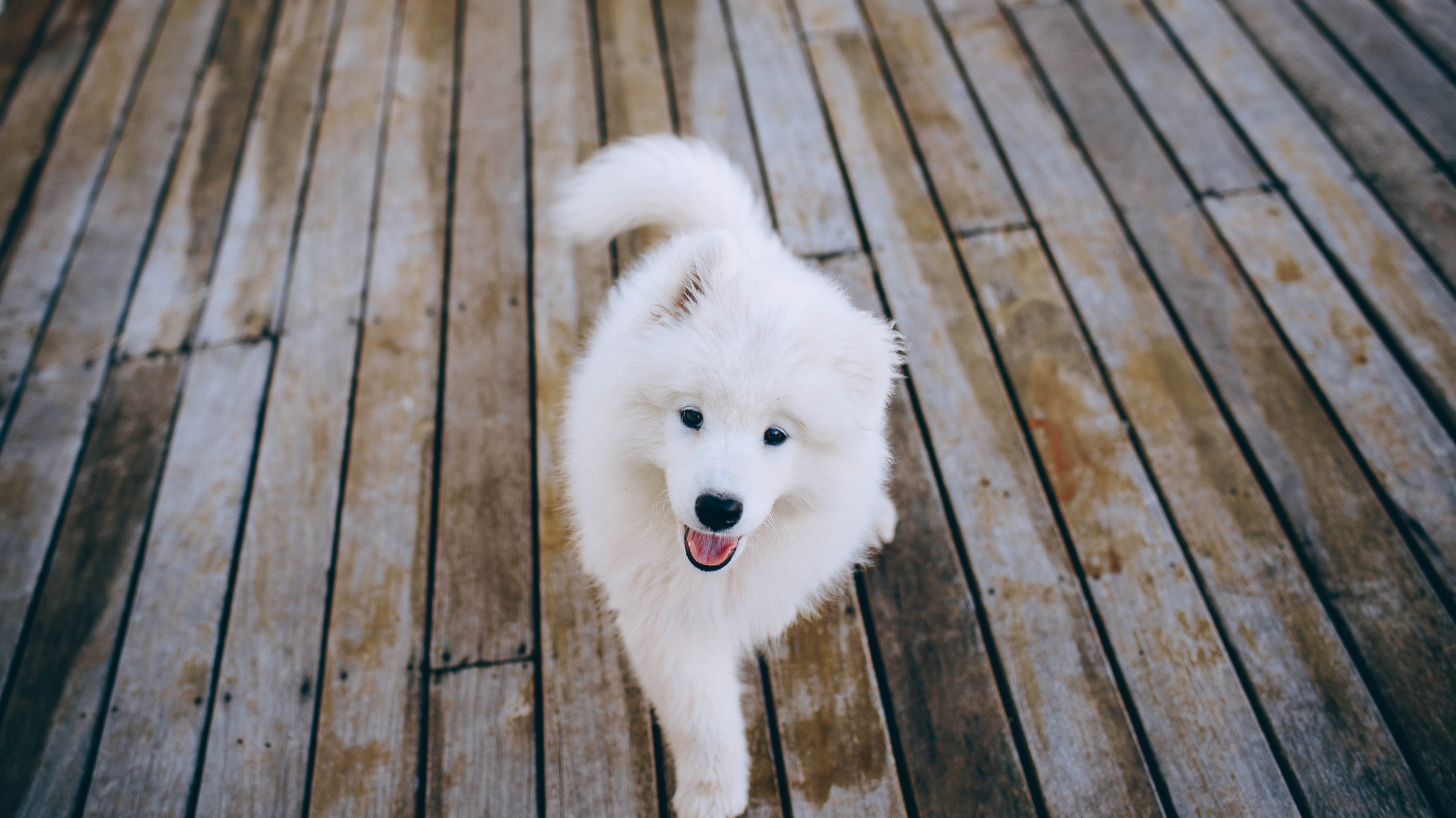 A Samoyed dog smiling while walking on a wood deck