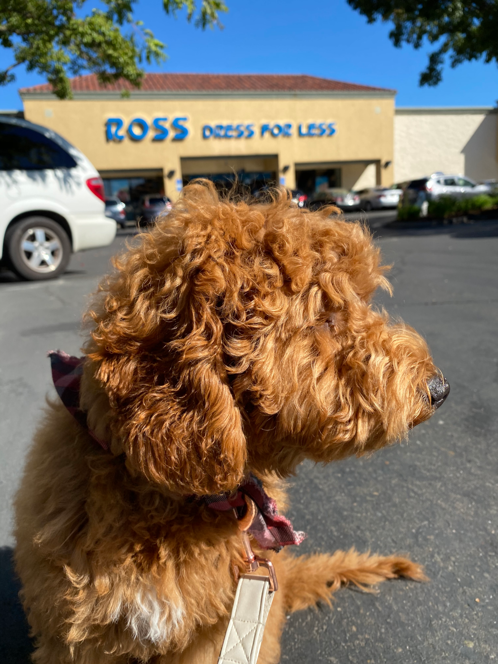 A cute dog in front of a Ross Dress for Less retail location. 