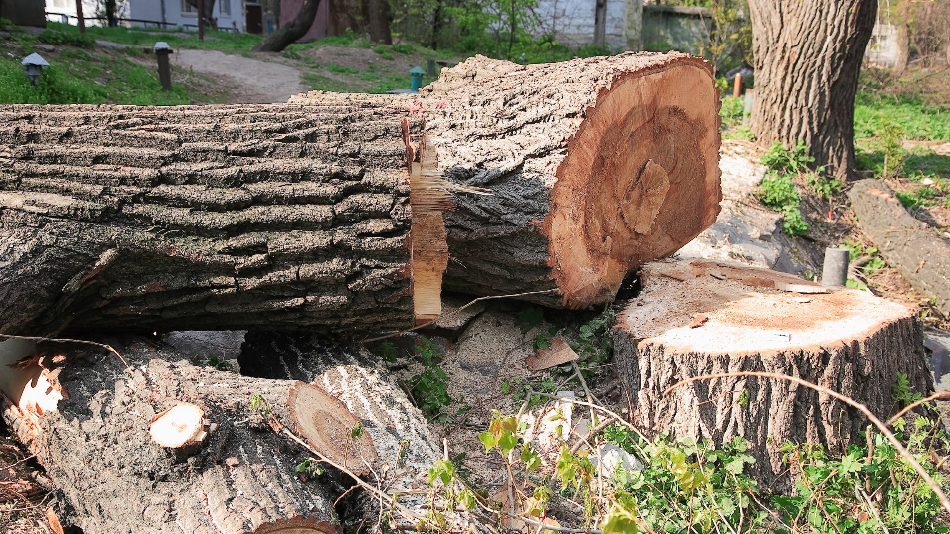 With careful preparation even a yard tree like this can be turned into money.