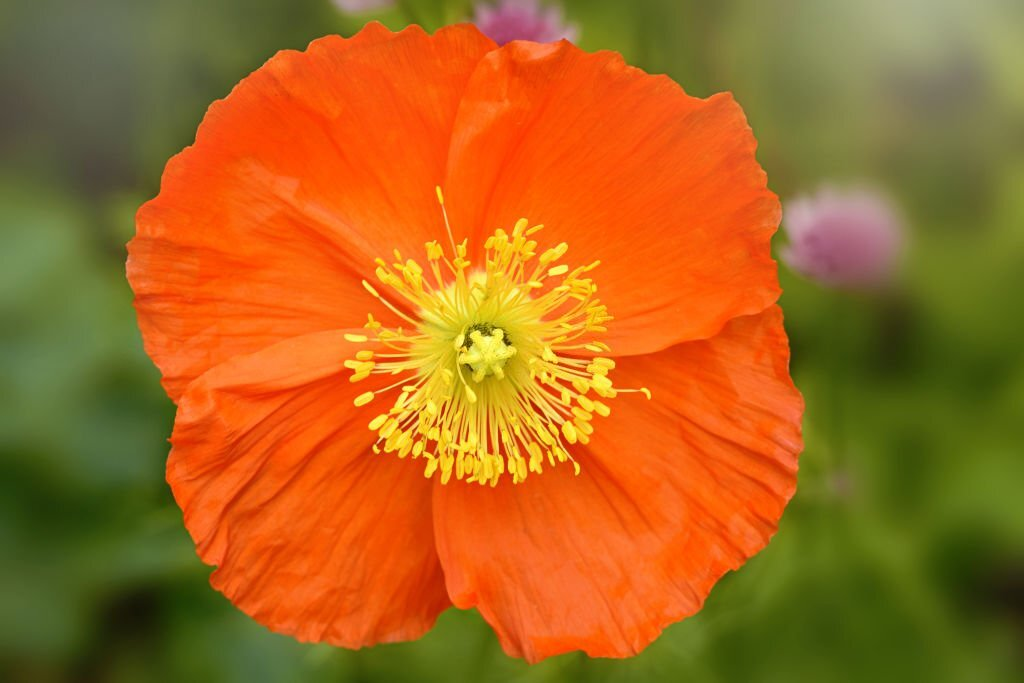 Iceland Poppy