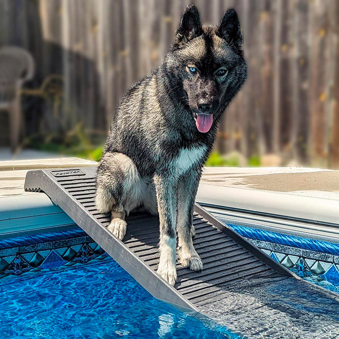 dog swimming, teaching your dog, teach dog how to swim, swimming pools