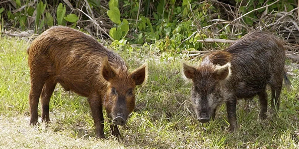 boars, pigs