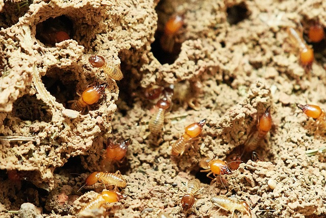 termites in burrows