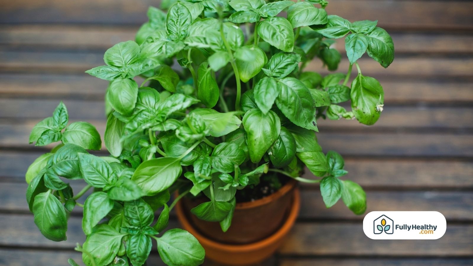 Potted basil plant on wooden surface with vibrant healthy green leaves