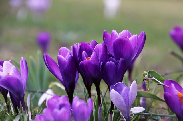 violet, crocus, garden