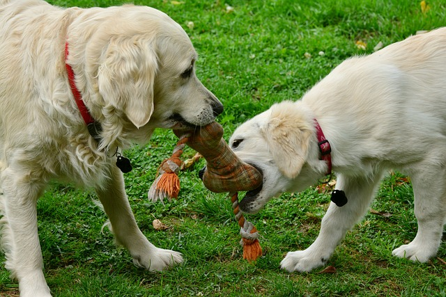 dogs, golden retriever, playing dogs