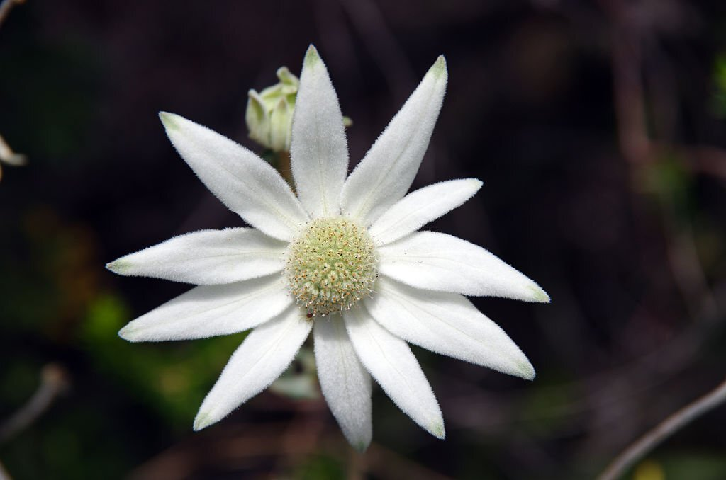 Flannel Flower
