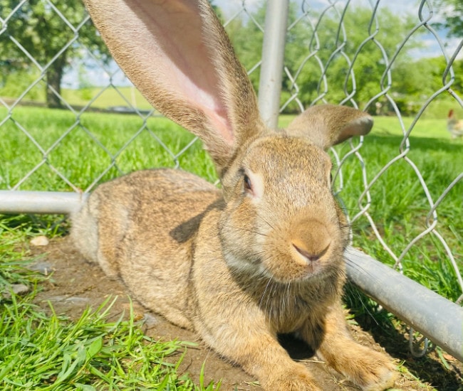 Flemish Giant Rabbit