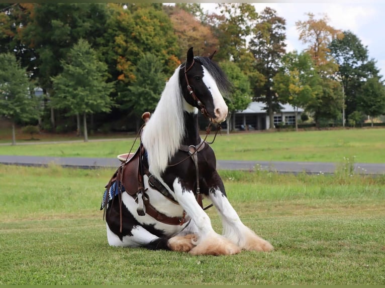 Gypsy horse trained to sit down