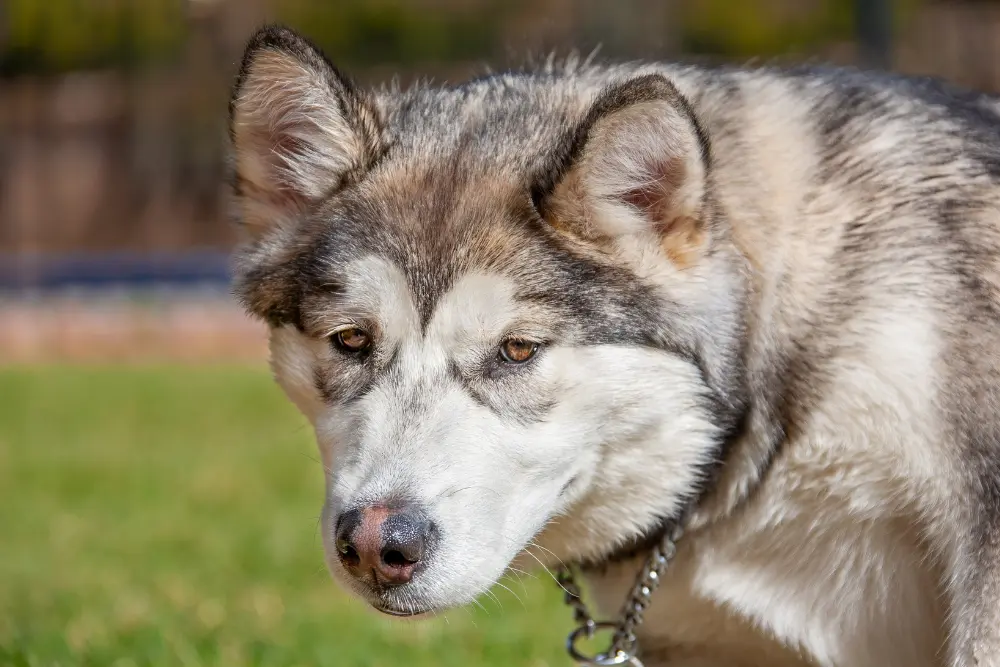 How to Buy the Best CBD Dog Treats for Joint Pain