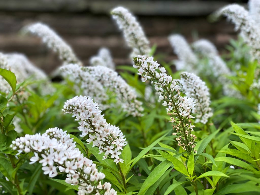 Gooseneck Loosestrife