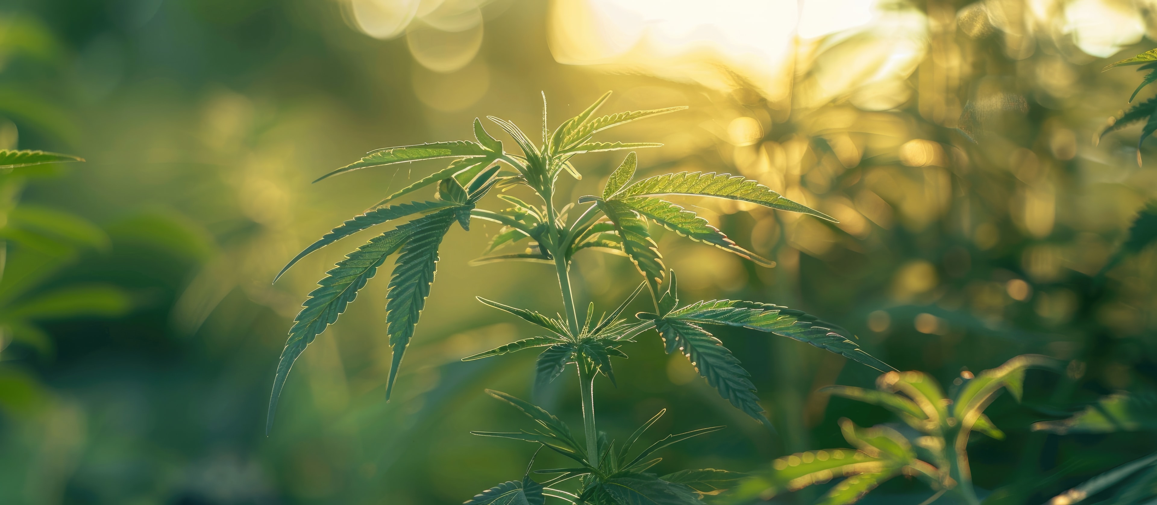 Hemp has become a common plant in agriculture for a myriad of uses. The amendment includes an increase in Delta 9 threshold which was originally defined by the Farm Bill. But state requirements may vary.