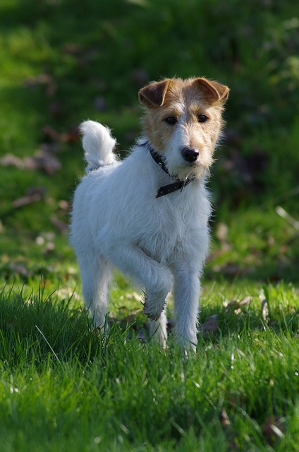 fox terrier, dog, pet