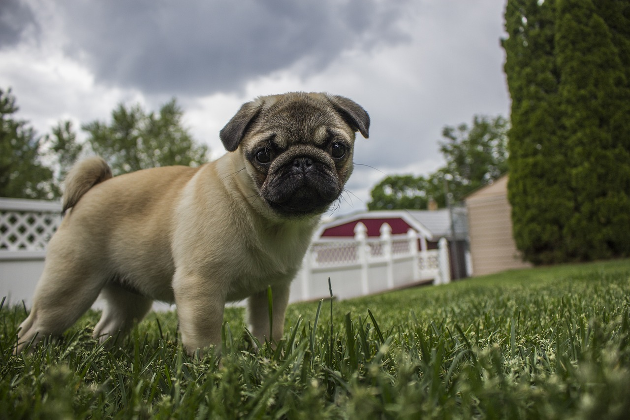 Do Pugs Shed? The Ultimate Guide to Managing Pug Shedding