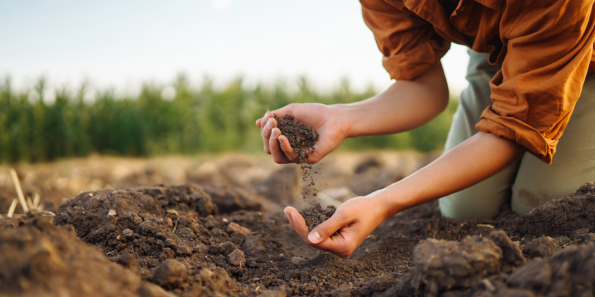 Person testing soil moisture and texture