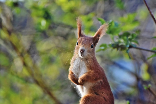 squirrel, rodent, animal