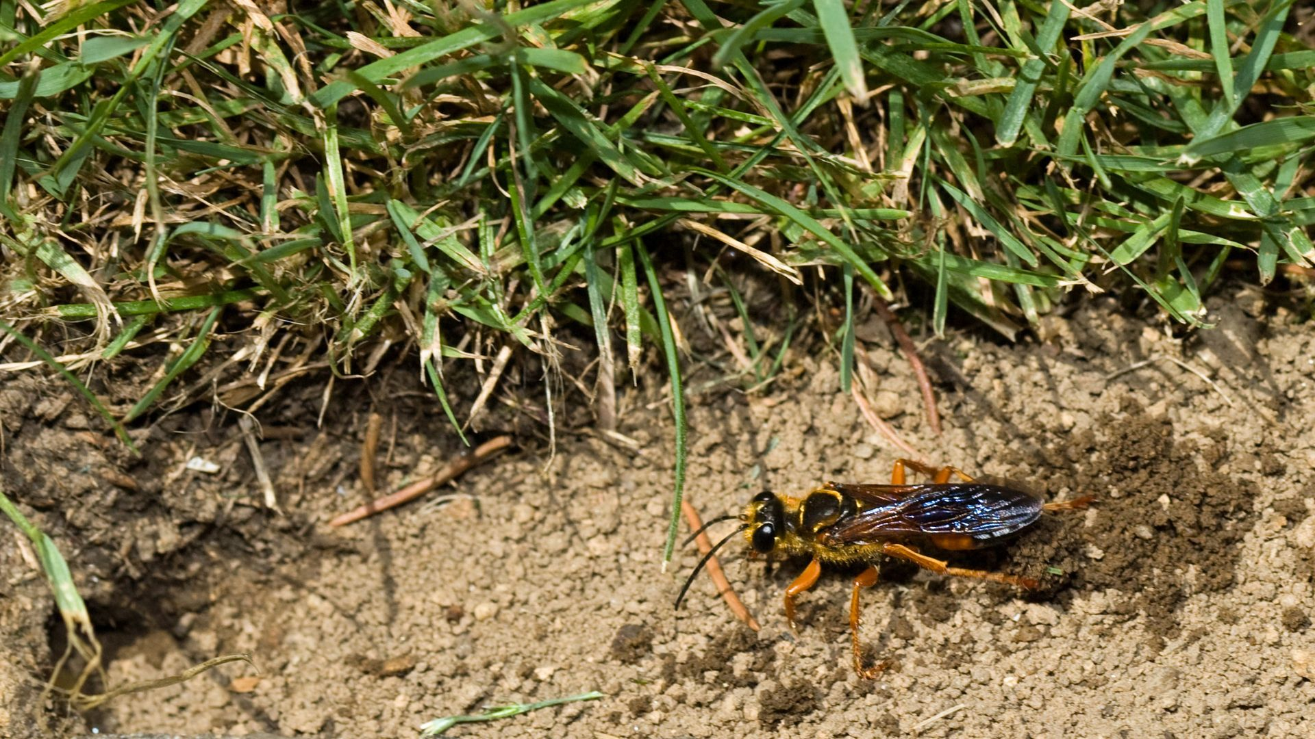 An image of a cicada killer wasp burrowing a hole in a lawn.