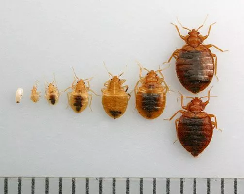 can bed bugs travel in packages