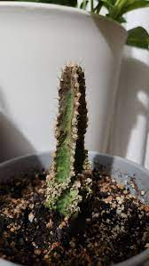 Pest and Diseases, Cactus