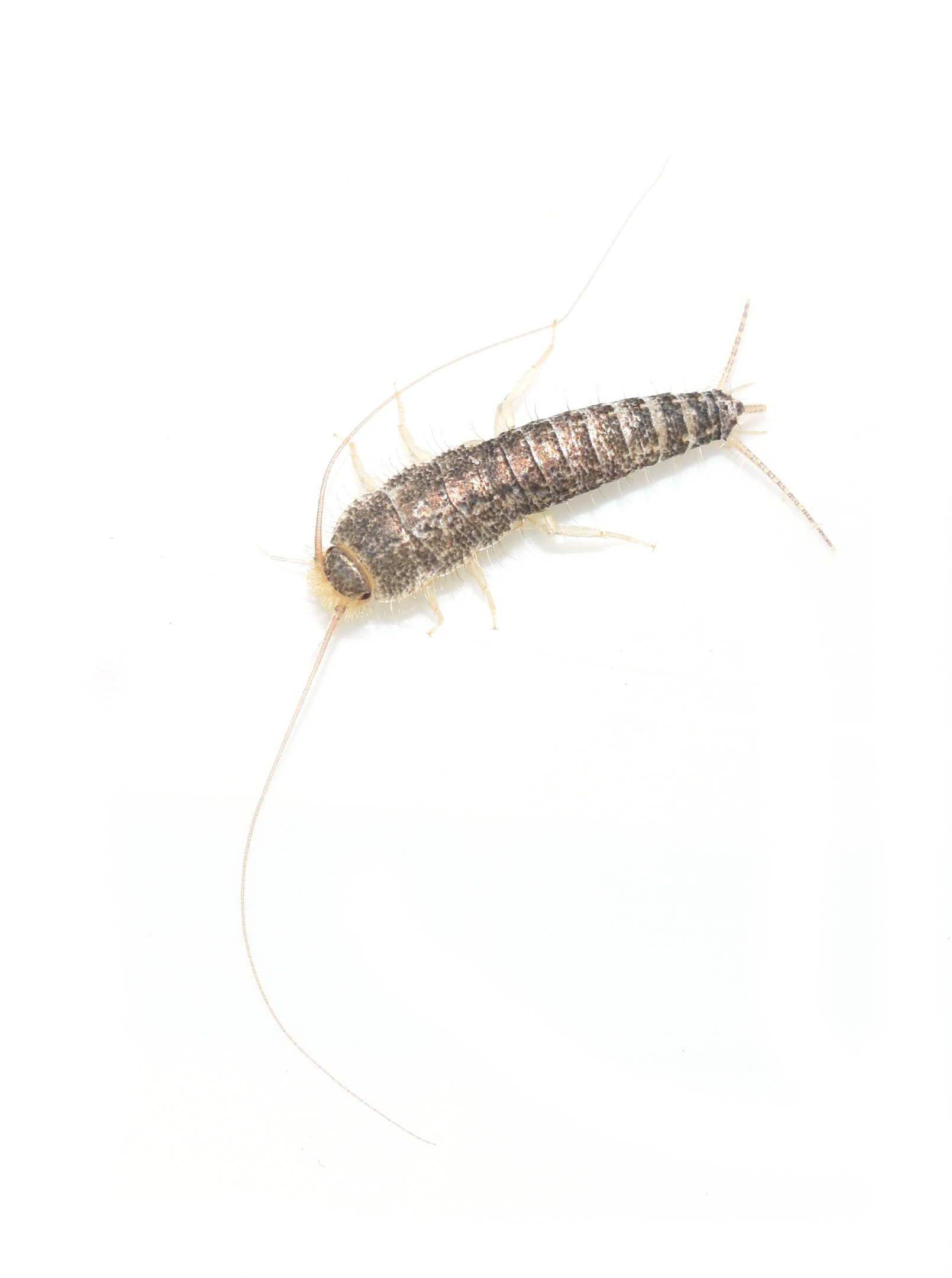 Silverfish