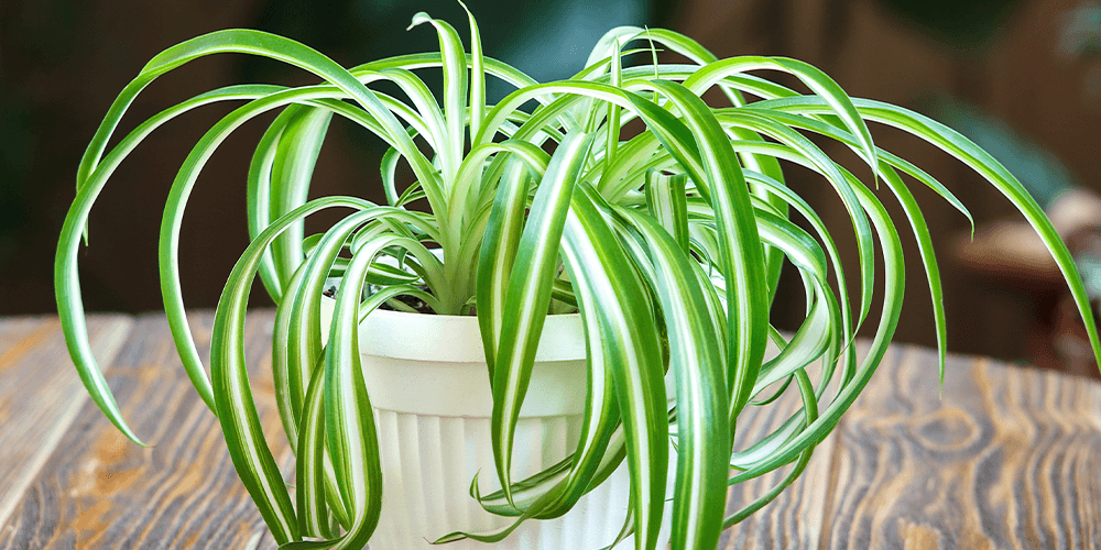 Spider Plant Vs. Boston Fern