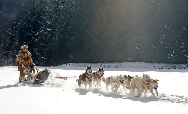 winters, snow, nature