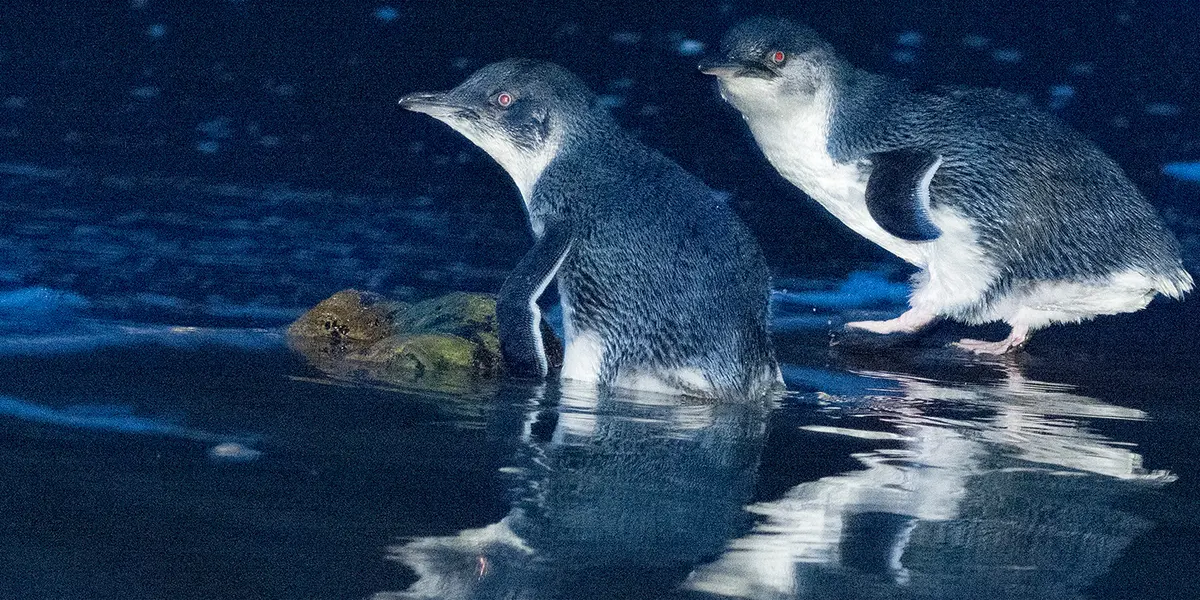 interesting animals in tasmania