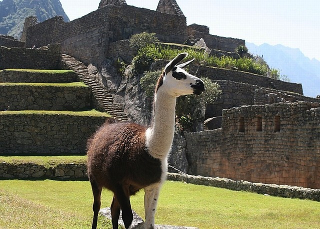 llama, peru, nature