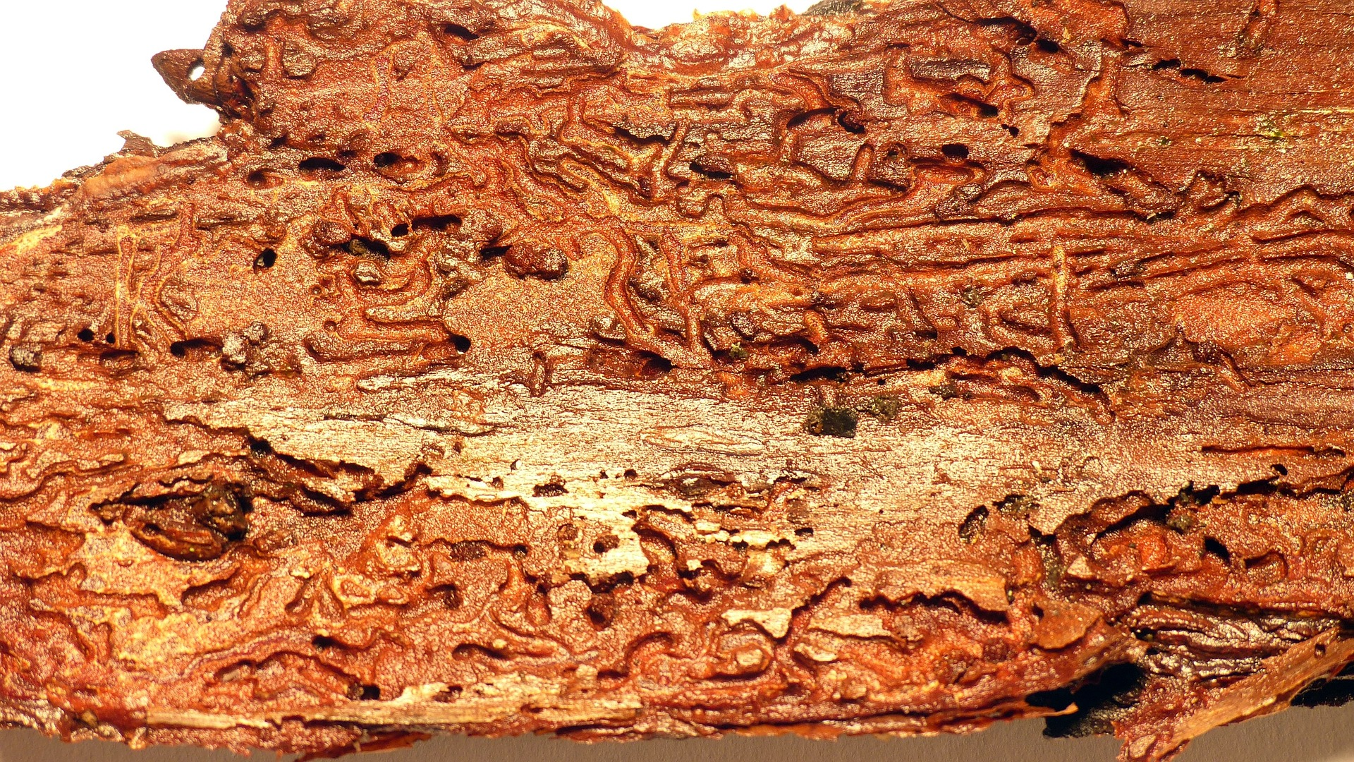 Identifying woodworm infestation