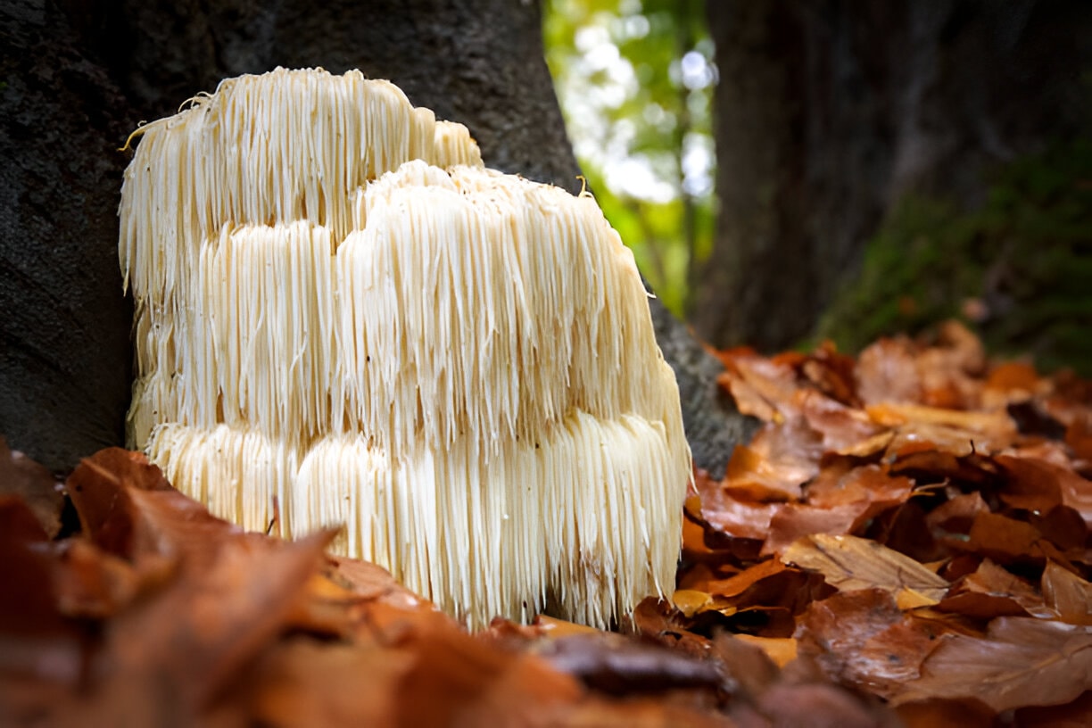 lions mane supplement UK growing in the wild