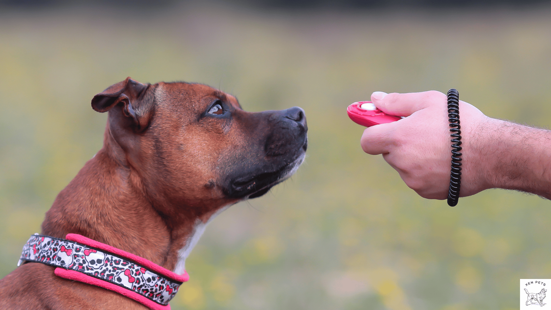 clicker training with a dog