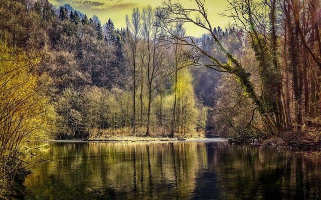 forest, lake, nature