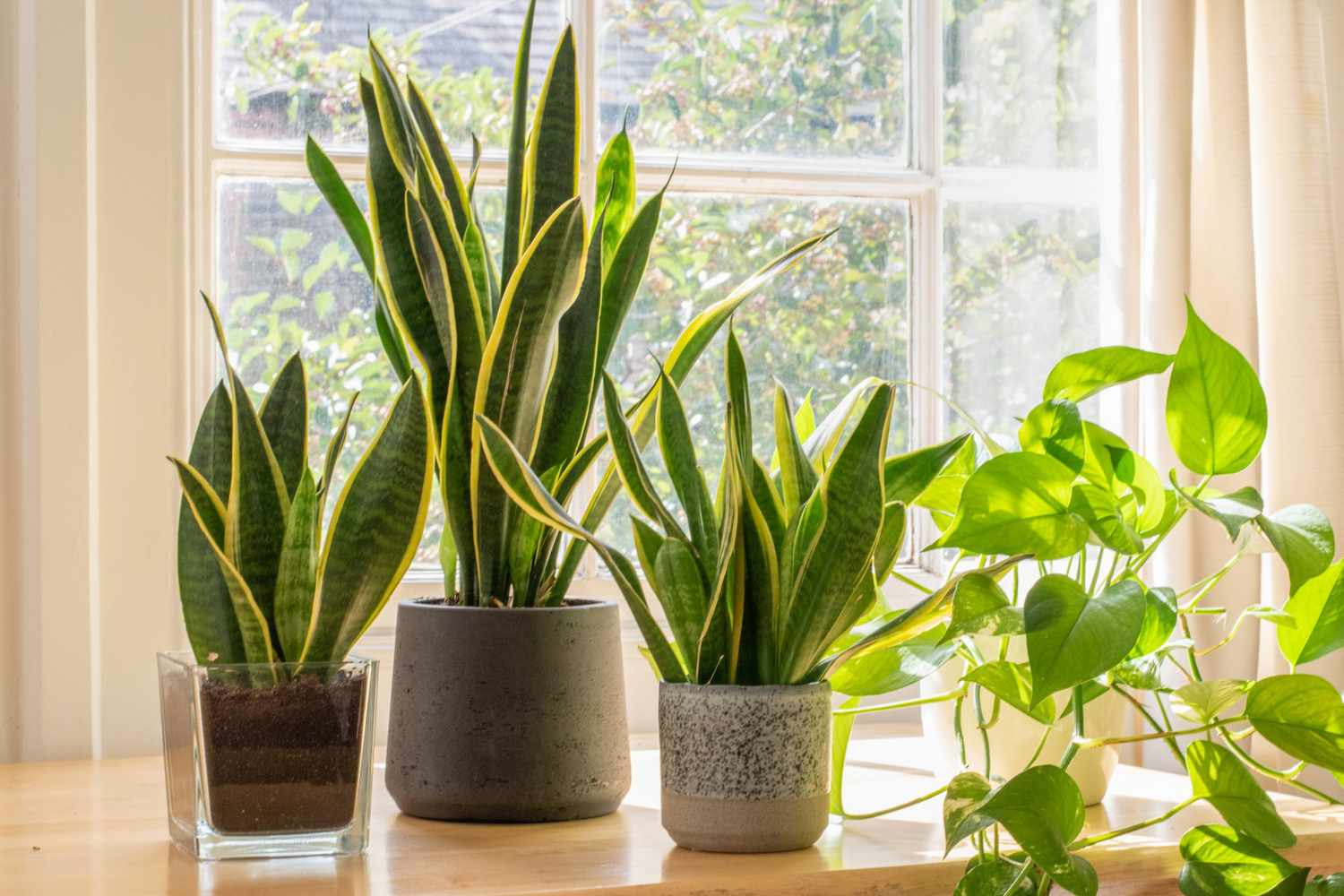 snake plants, indoor plants