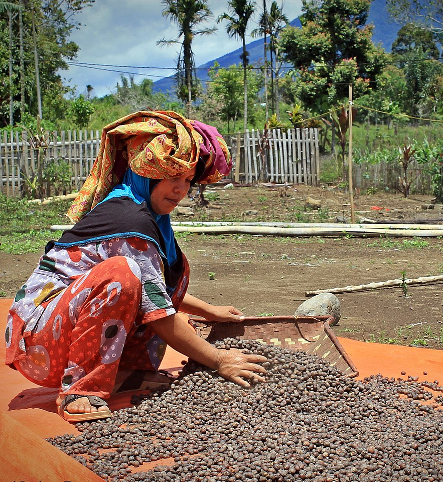 collecting coffee beans in indonesia