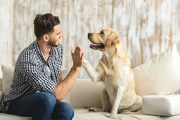 https://www.akc.org/expert-advice/lifestyle/what-is-an-animal-behaviorist/