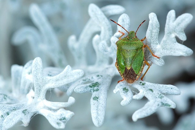 green stink bug, insect, nature