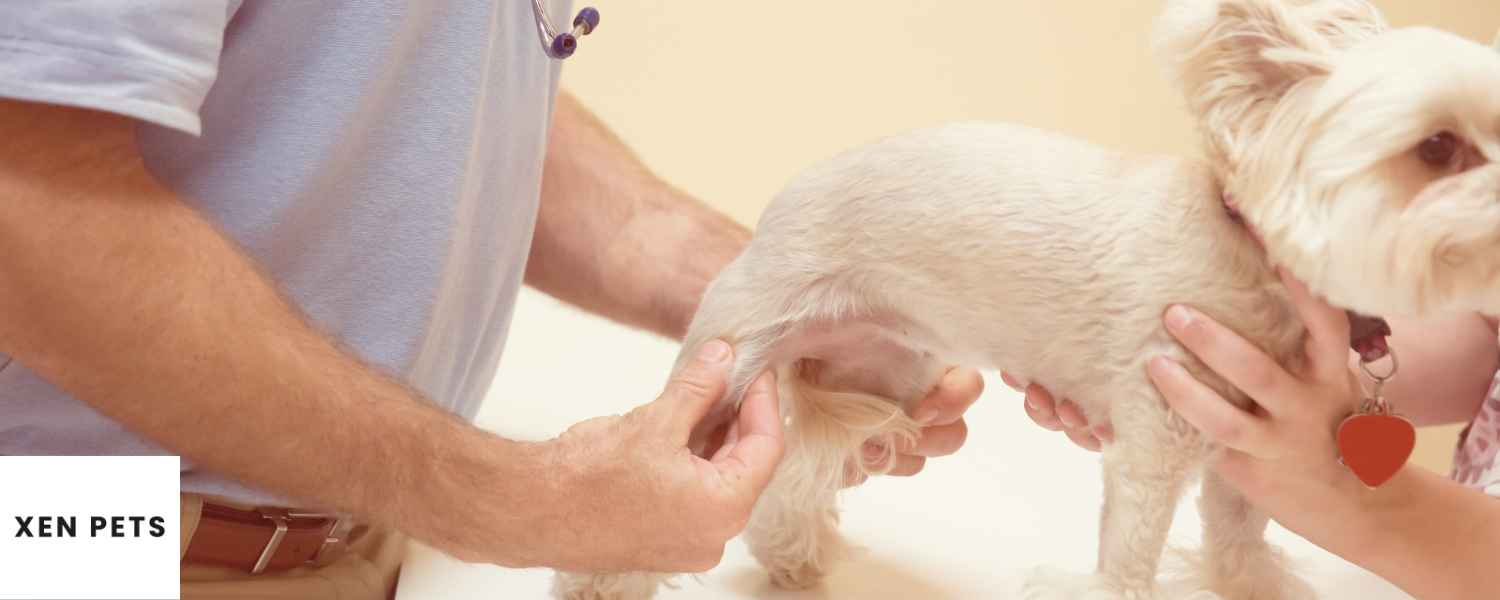 How To Prevent Arthritis In Dogs