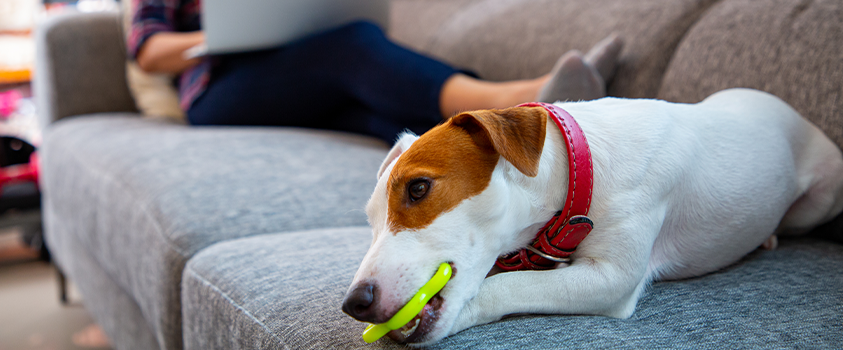 You should always have a family-friendly chew toy ready to go to keep your new puppy occupied.