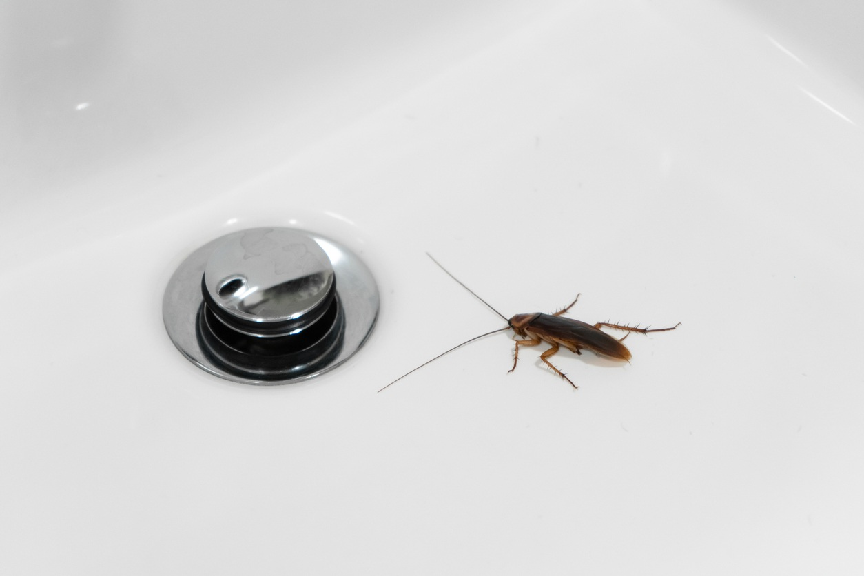Bid Farewell to Sewer Roaches: Ultimate Guide to Eliminating Them
