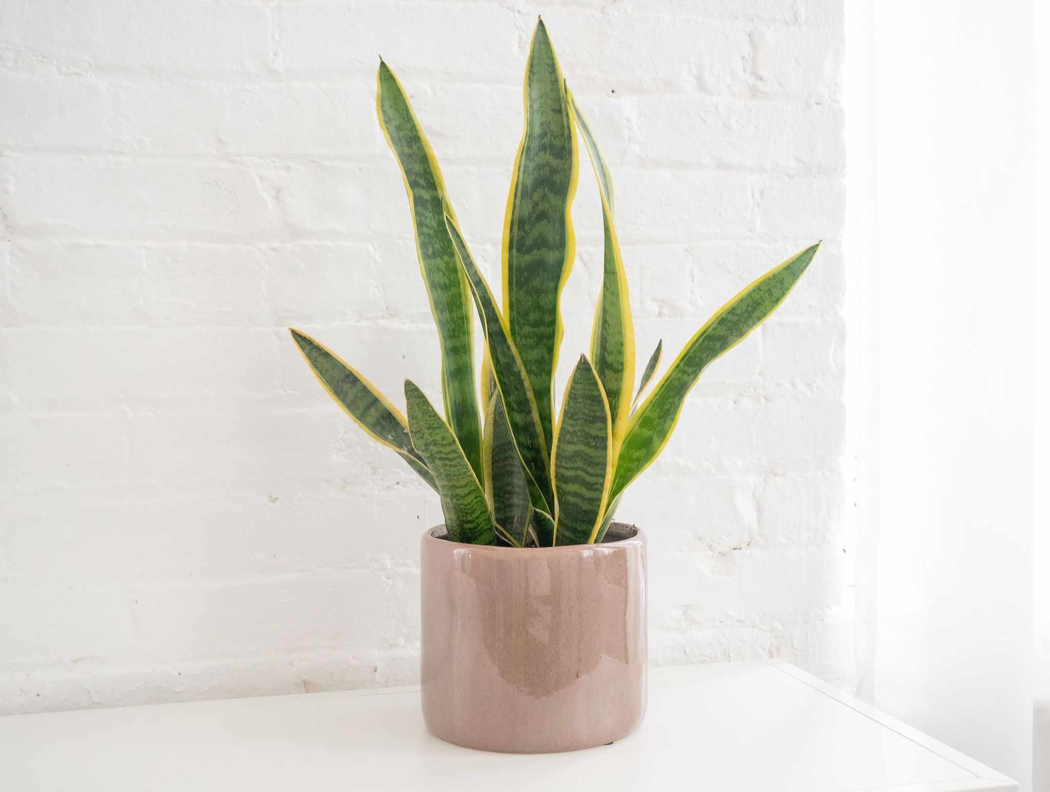 The Best Low-Maintenance Houseplants For Stress Relief