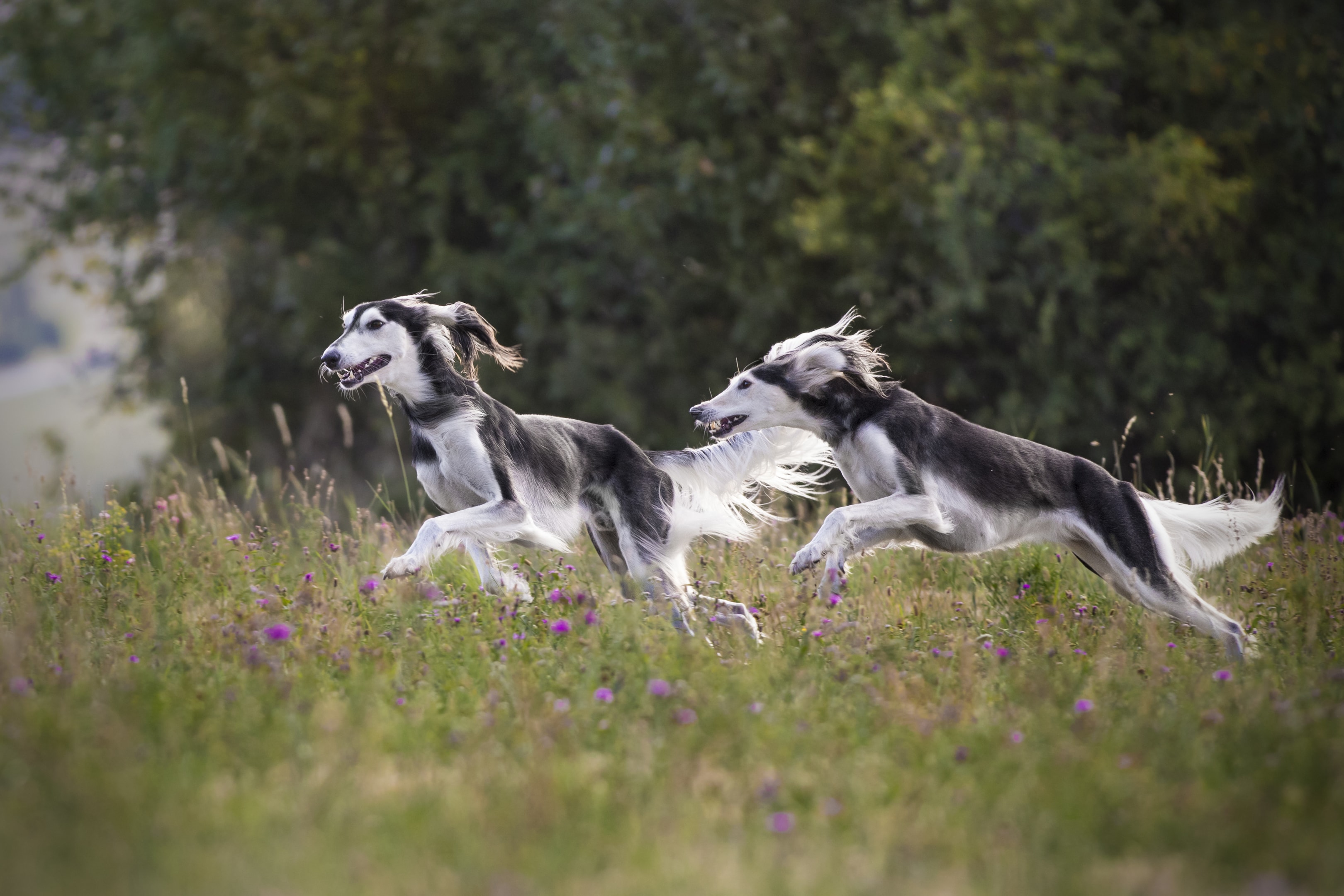Two Adult Salukis running through a field