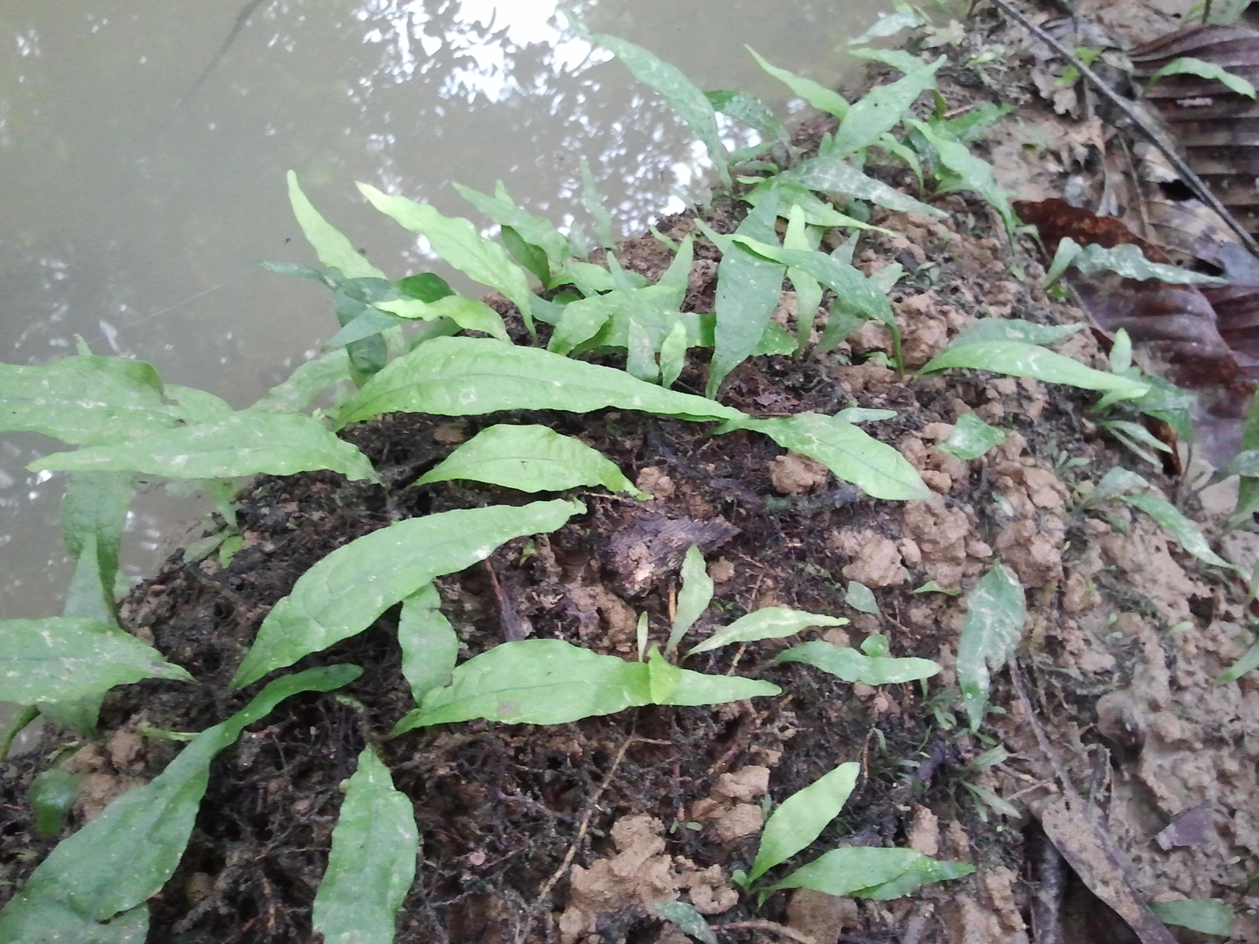 Java fern growing on riverbank in the wild