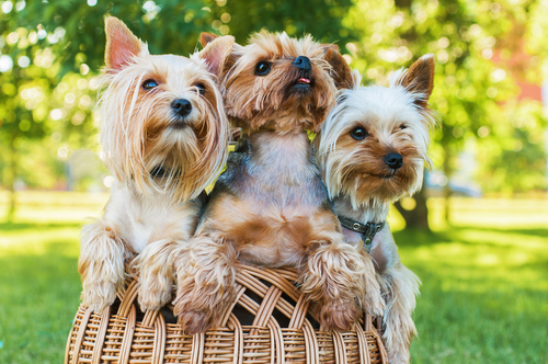 Three happy Yorkies sitting in a wicker basket