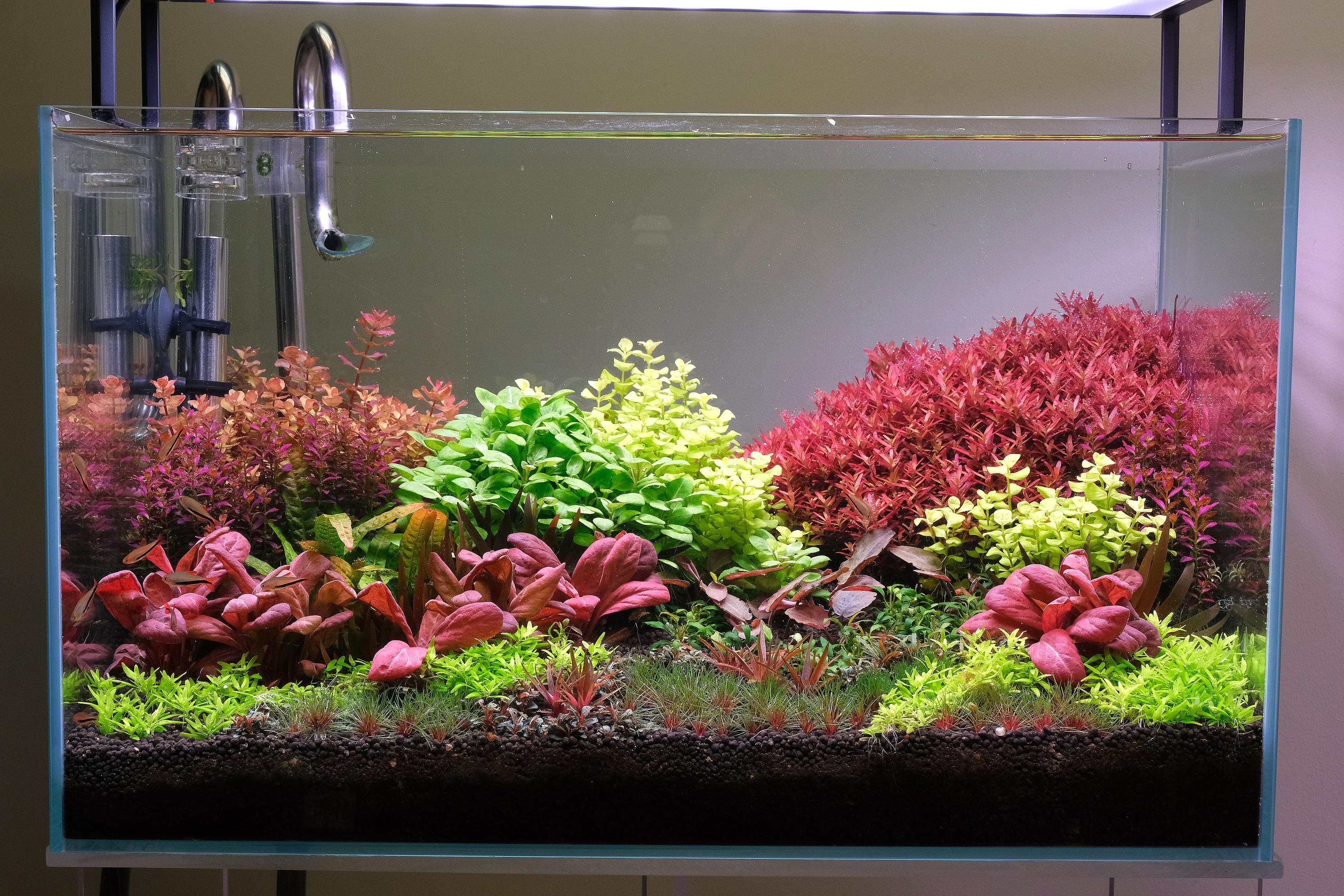Dutch Style Aquarium lit by Netlea AT5
