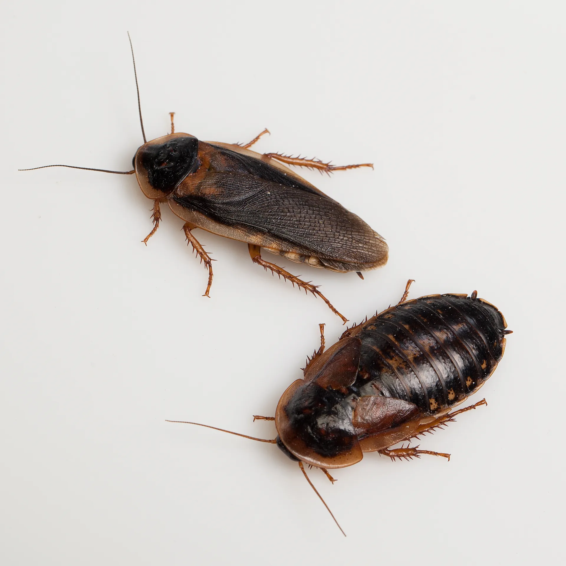 Ultimate Guide: What to Feed Dubia Roaches