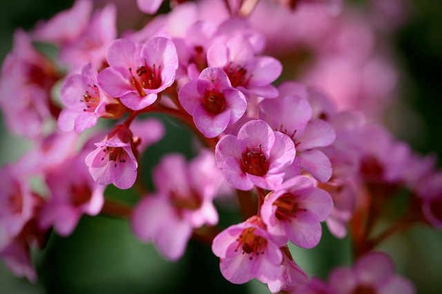 Bergenia w ogrodzie